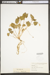 Viola striata by WV University Herbarium