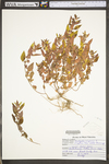 Acalypha virginica by WV University Herbarium