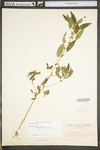 Acalypha virginica by WV University Herbarium