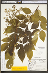 Aralia spinosa by WV University Herbarium