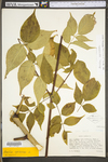 Aralia spinosa by WV University Herbarium