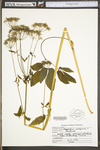 Aegopodium podagraria by WV University Herbarium