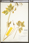 Aegopodium podagraria by WV University Herbarium