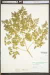 Aethusa cynapium by WV University Herbarium