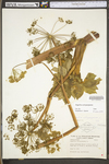 Angelica atropurpurea by WV University Herbarium