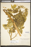 Angelica atropurpurea by WV University Herbarium