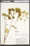 Angelica triquinata by WV University Herbarium