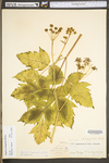 Angelica triquinata by WV University Herbarium