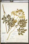 Angelica venenosa by WV University Herbarium