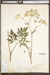 Angelica venenosa by WV University Herbarium