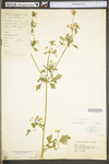 Apium graveolens var. dulce by WV University Herbarium