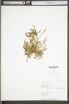 Carum carvi by WV University Herbarium