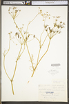 Carum carvi by WV University Herbarium