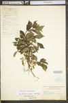Aralia hispida by WV University Herbarium