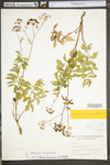 Aralia hispida by WV University Herbarium