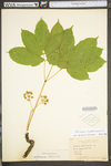 Aralia nudicaulis by WV University Herbarium