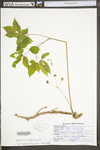 Aralia nudicaulis by WV University Herbarium