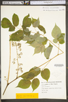 Aralia racemosa ssp. racemosa by WV University Herbarium