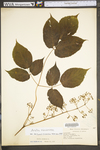 Aralia racemosa ssp. racemosa by WV University Herbarium