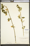 Staphylea trifolia by WV University Herbarium