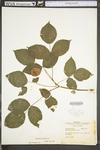 Staphylea trifolia by WV University Herbarium