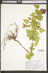Acer ginnala by WV University Herbarium