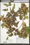 Acer ginnala by WV University Herbarium
