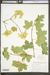 Acer campestre by WV University Herbarium