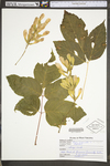 Acer negundo var. negundo by WV University Herbarium