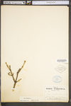 Acer negundo var. negundo by WV University Herbarium