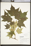 Acer nigrum by WV University Herbarium