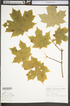 Acer nigrum by WV University Herbarium