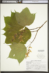 Acer pensylvanicum by WV University Herbarium