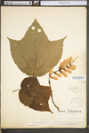 Acer pensylvanicum by WV University Herbarium
