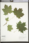 Acer platanoides by WV University Herbarium