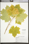 Acer platanoides by WV University Herbarium