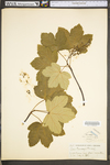 Acer pseudoplatanus by WV University Herbarium