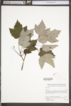 Acer rubrum by WV University Herbarium