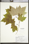 Acer rubrum var. rubrum by WV University Herbarium