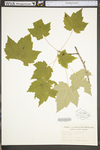 Acer rubrum var. rubrum by WV University Herbarium