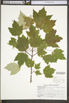 Acer rubrum var. trilobum by WV University Herbarium