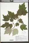 Acer rubrum var. trilobum by WV University Herbarium