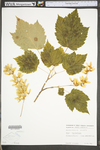 Acer spicatum by WV University Herbarium