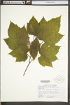Acer spicatum by WV University Herbarium