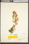 Aesculus pavia var. pavia by WV University Herbarium