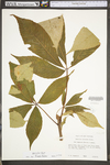 Aesculus flava by WV University Herbarium