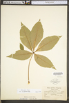 Aesculus flava by WV University Herbarium