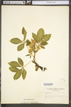 Aesculus glabra var. glabra by WV University Herbarium