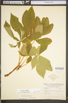 Aesculus glabra var. glabra by WV University Herbarium