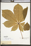 Aesculus hippocastanum by WV University Herbarium